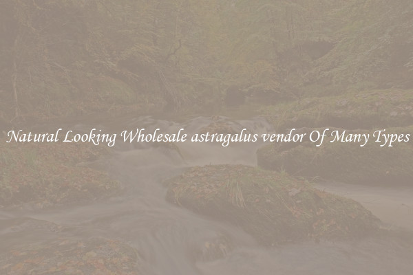 Natural Looking Wholesale astragalus vendor Of Many Types